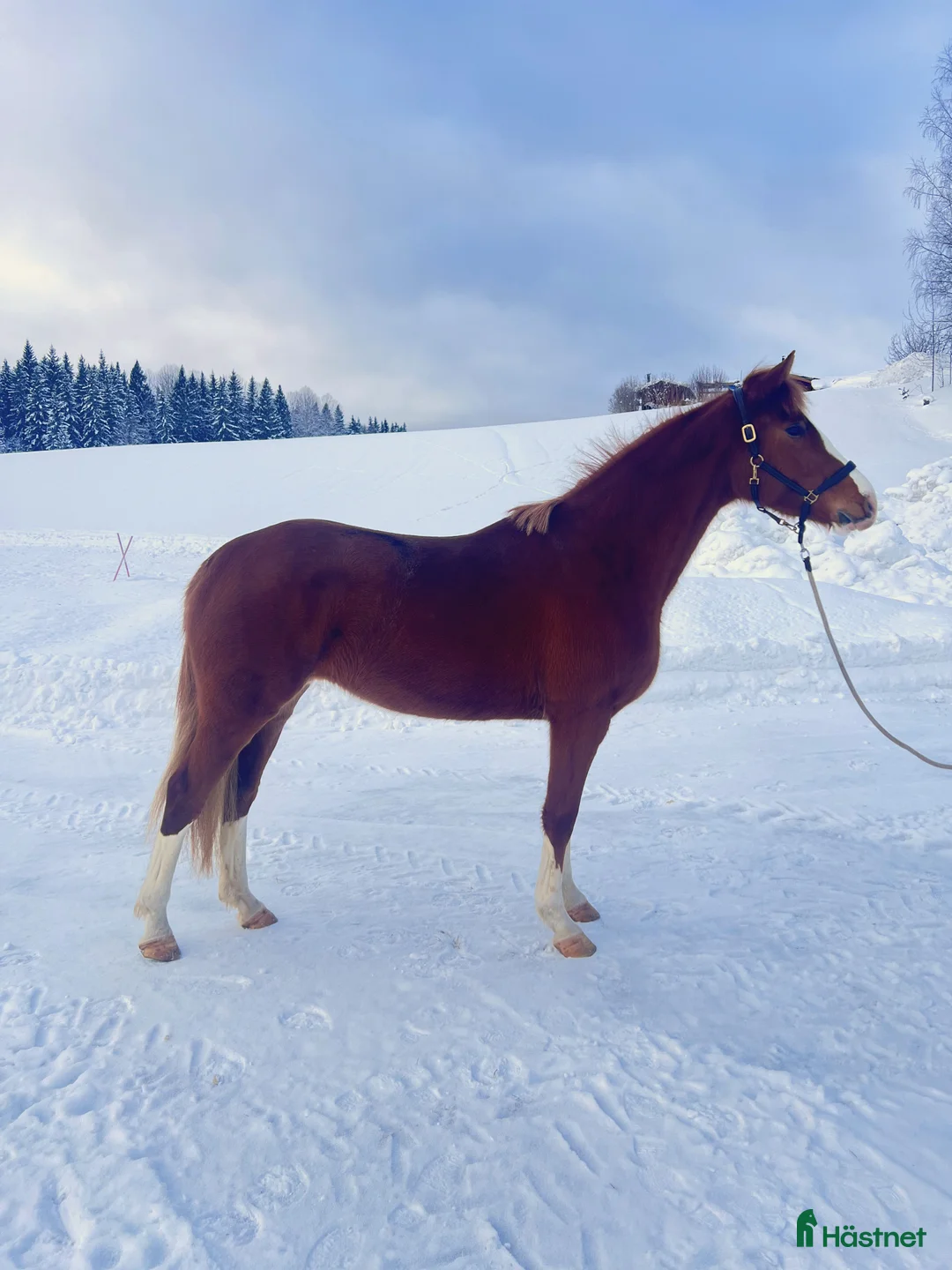 Hoppning hästar till salu: Vackert 3års sto i Bergsjö - Annons 3