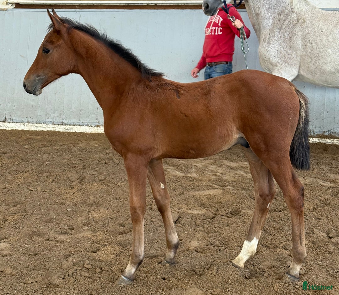 Hoppning hästar till salu: Hingstföl e. Ermitage Kalone - Clarimo i Glumslöv - Annons 2