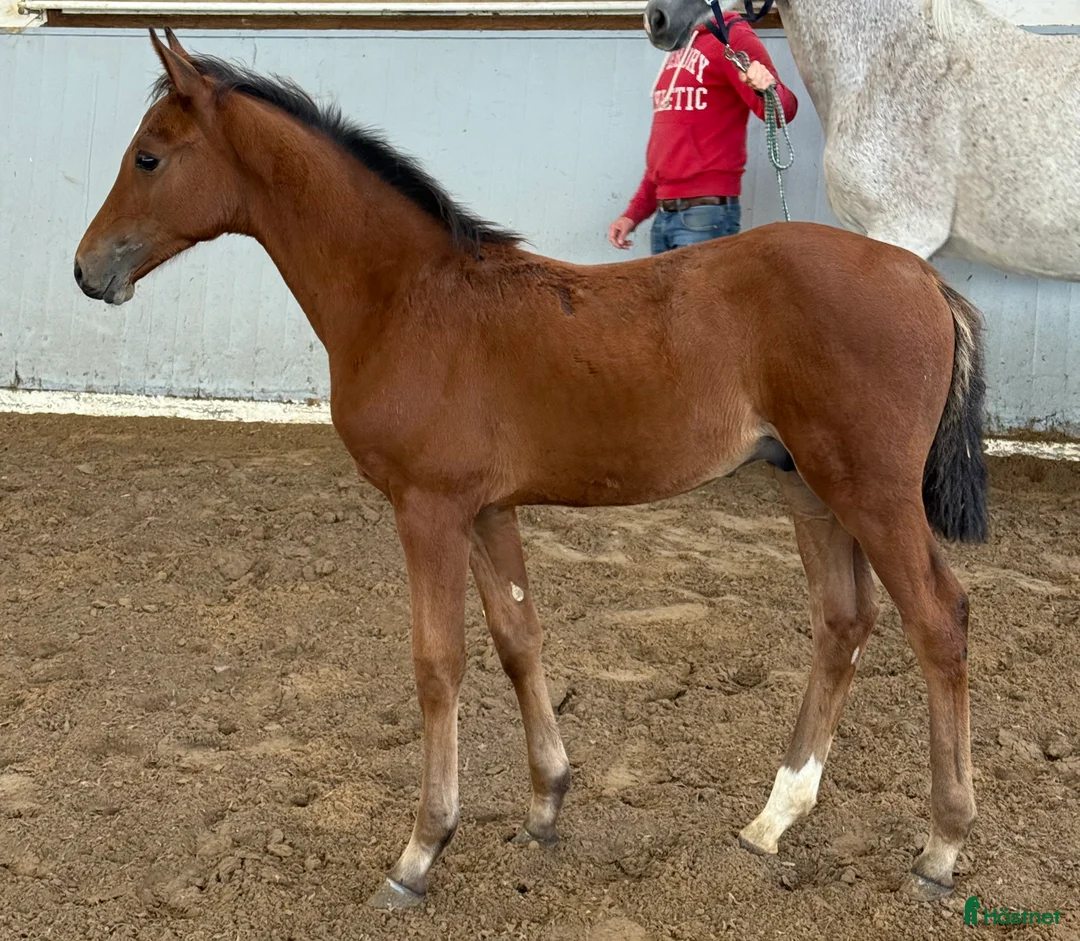 Hoppning hästar till salu: Hingstföl e. Ermitage Kalone - Clarimo i Glumslöv - Annons 2