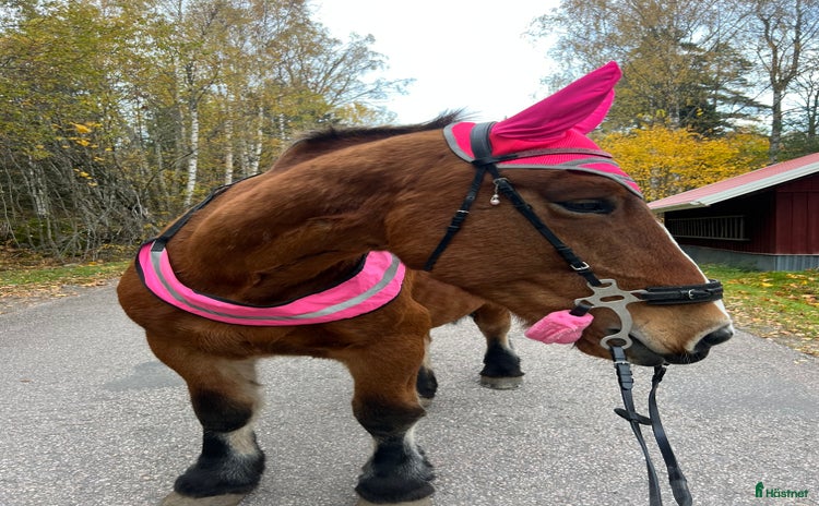 Schabrak & Vojlockar hästutrustning till salu i Filipstad - Annons 2