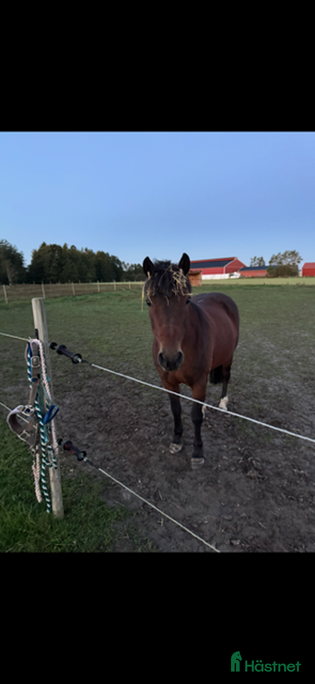 Allround hästar till salu: Bästa vännen säljes  i Mellerud - Annons 7