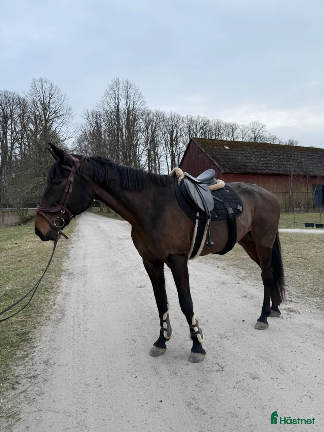  medryttarhäst finnes: Medryttare sökes  i Sjöbo - Annons 2