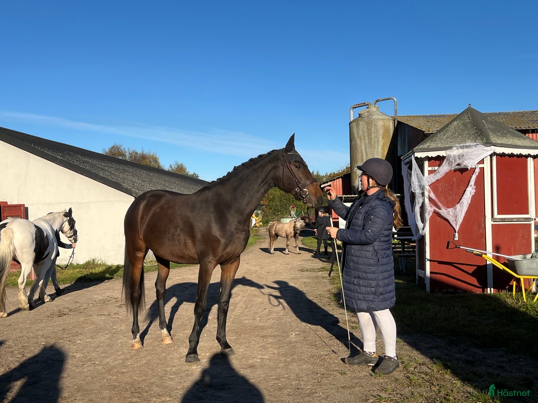 Hoppning hästar till salu: Dansk Varmblod i Ruds-Vedby - Annons 1