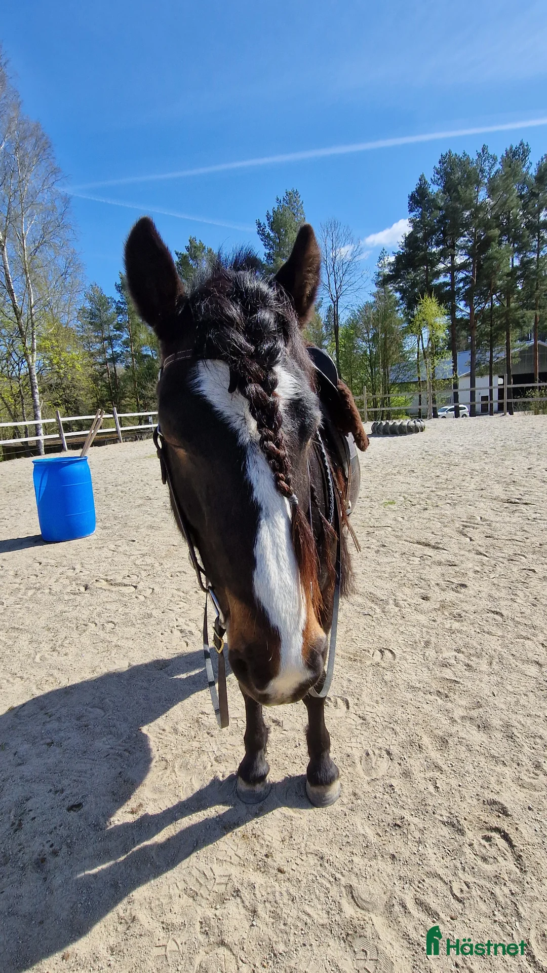 Allround hästar till salu: Underbar kallblodstjej - Annons 6