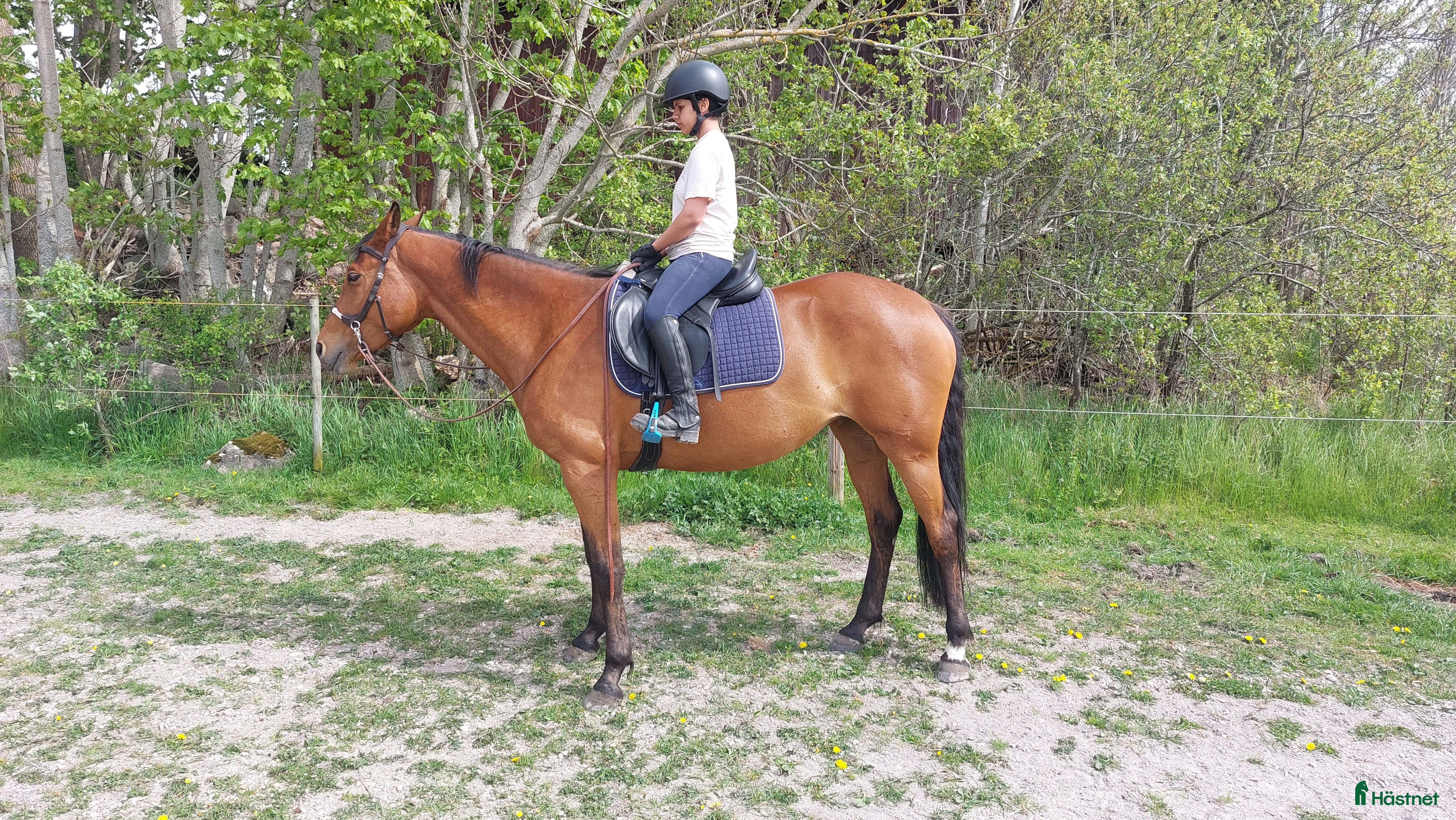  hästar Charmigt sto söker nytt hem! i Tidan - Annons 1