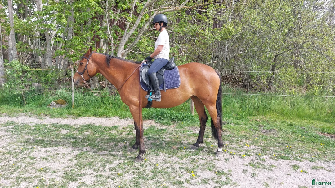 Allround hästar till salu: Charmigt sto söker nytt hem! i Tidan - Annons 1