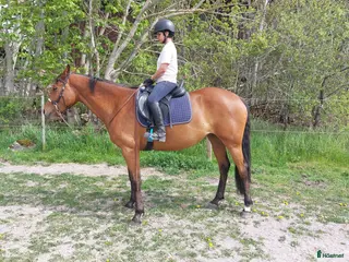 hästar Charmigt sto söker nytt hem! i Tidan - Annons 1