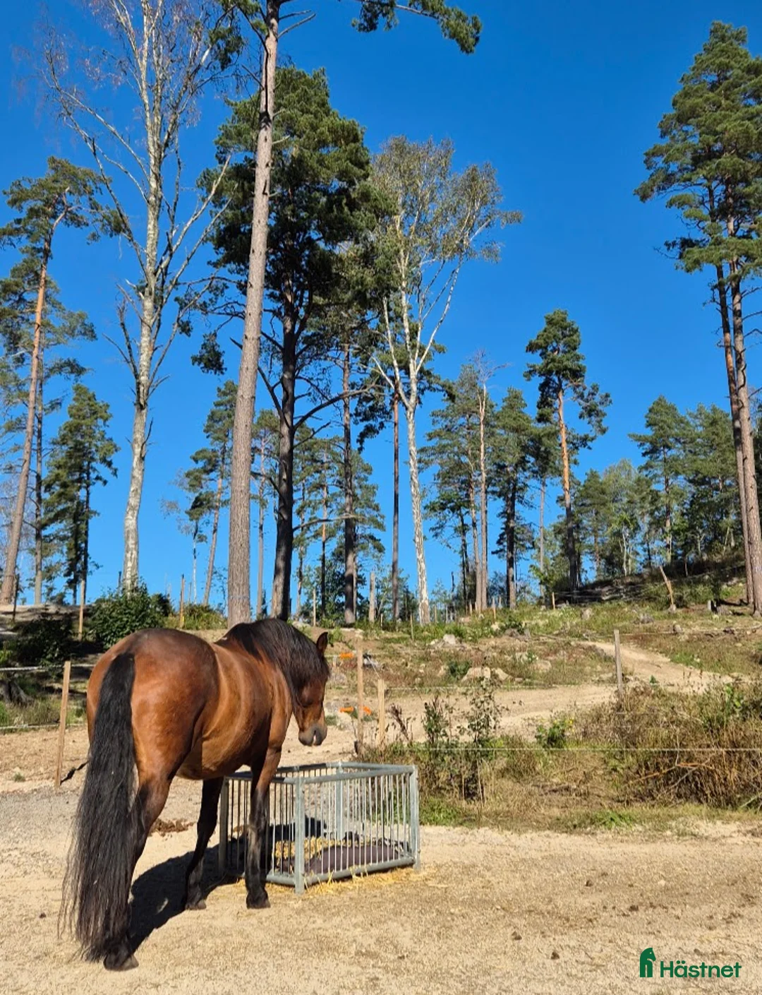  stallplats finnes: Stallplats i Tullinge för lättfödd häst/ponny i Tullinge - Annons 6