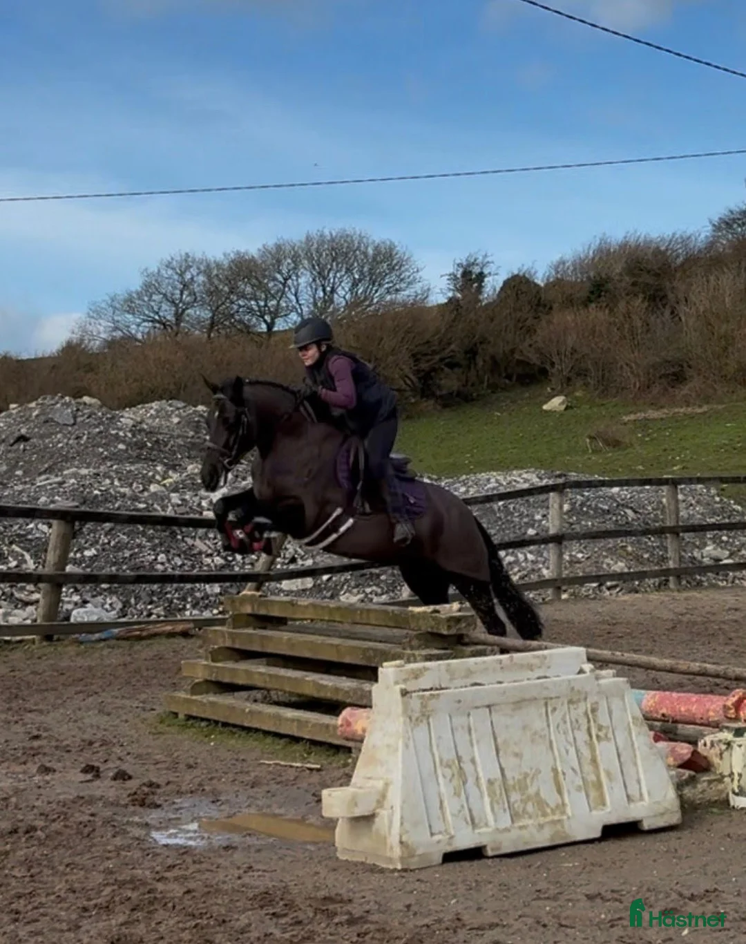 Hoppning hästar till salu: Talented jumping pony - Annons 24