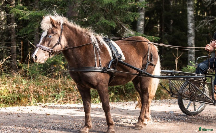 Körselar körning till salu i Söderbärke - Annons 10