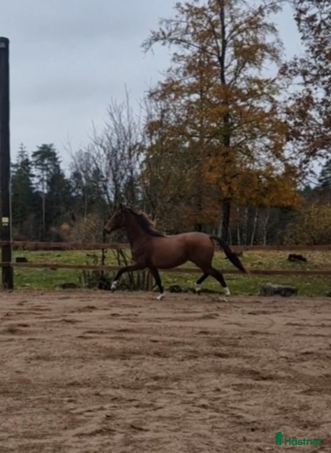 Allround hästar till salu: Prepartbreed åring  i Perstorp - Annons 4