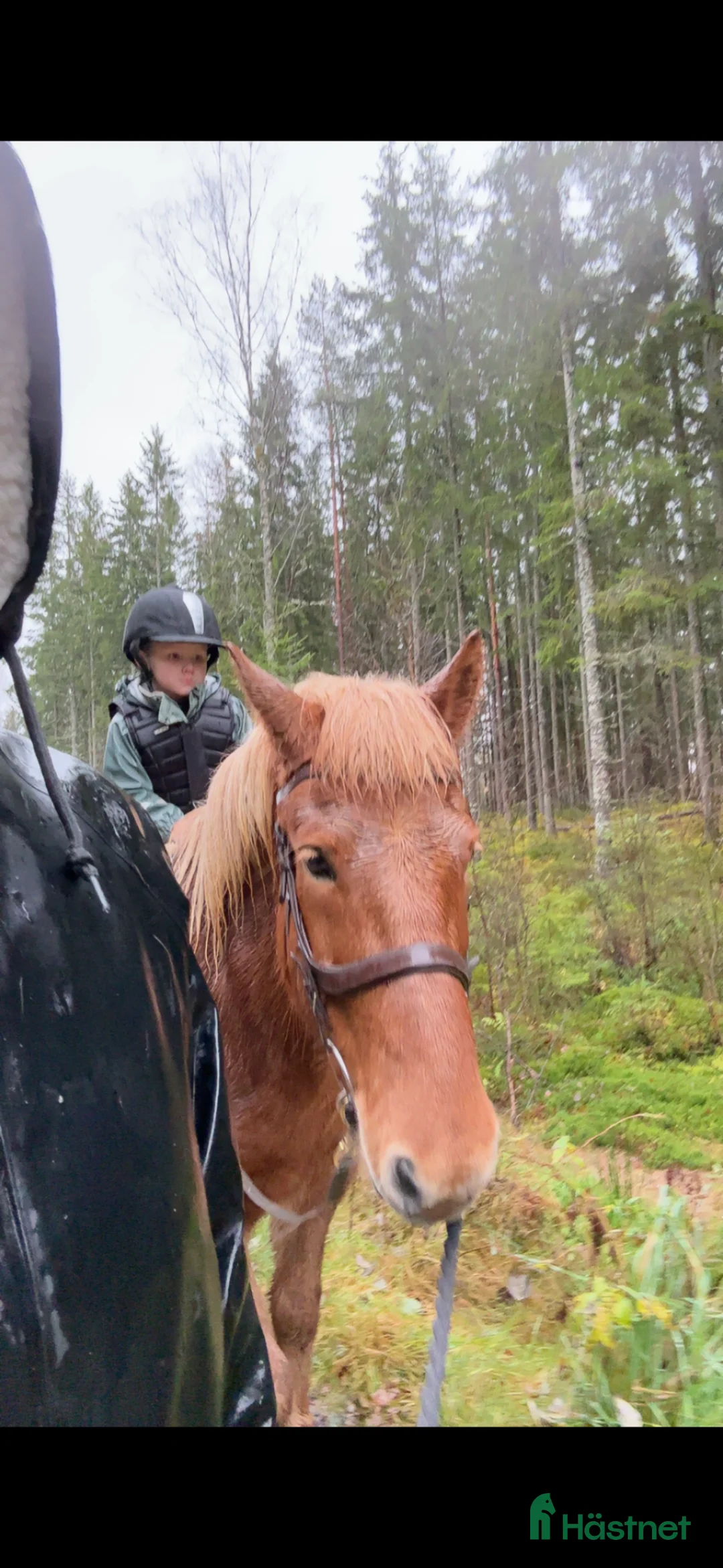 Allround hästar sökes: Söker våran framtida ponny i Fritsla - Annons 1