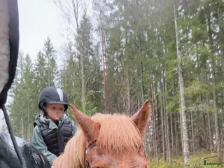 hästar Söker våran framtida ponny - Annons 12