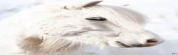 foderhäst sökes: Islandshäst sökes  - Annons 1