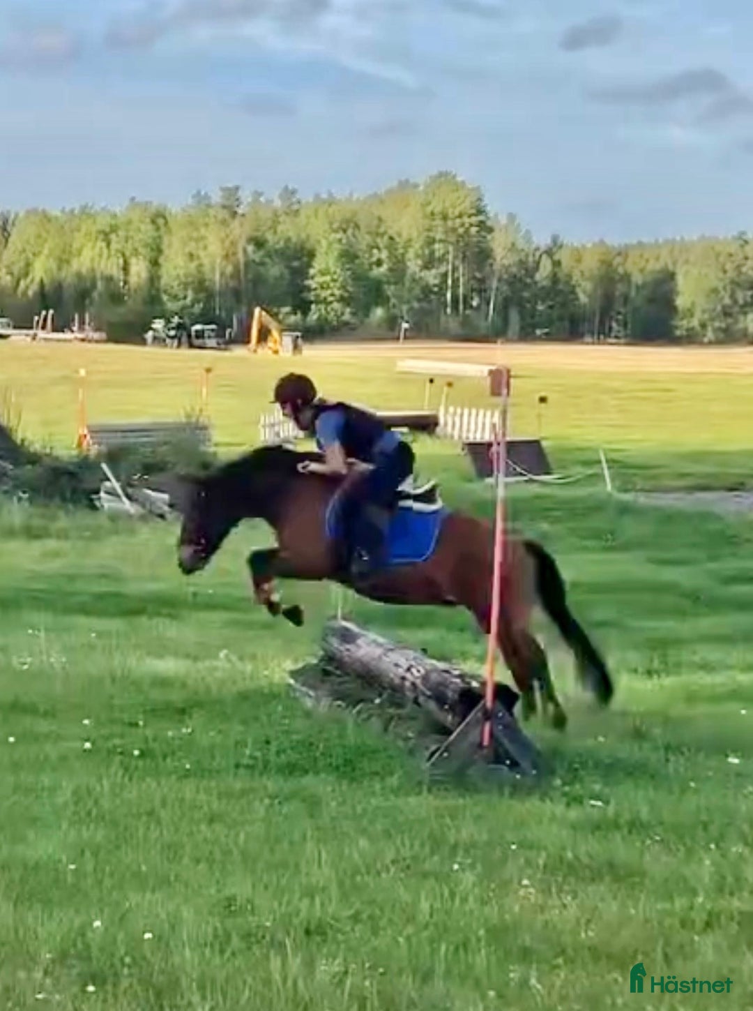 Allround hästar till salu: Allround stark korsning som gillar att hoppa i Söderköping - Annons 5