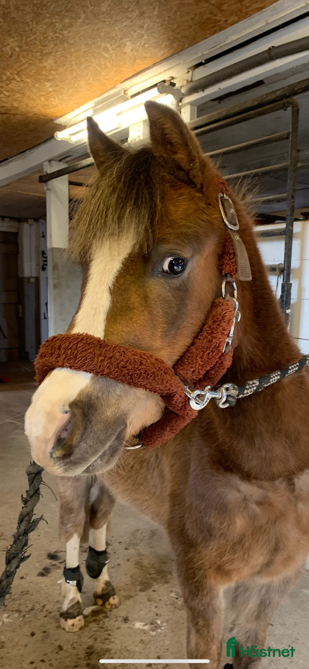 Allround hästar till salu: Världens bästa ponny 🦄 - Annons 7