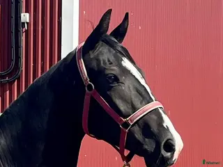 hästar Framtida dressyr-stjärna - Annons 6