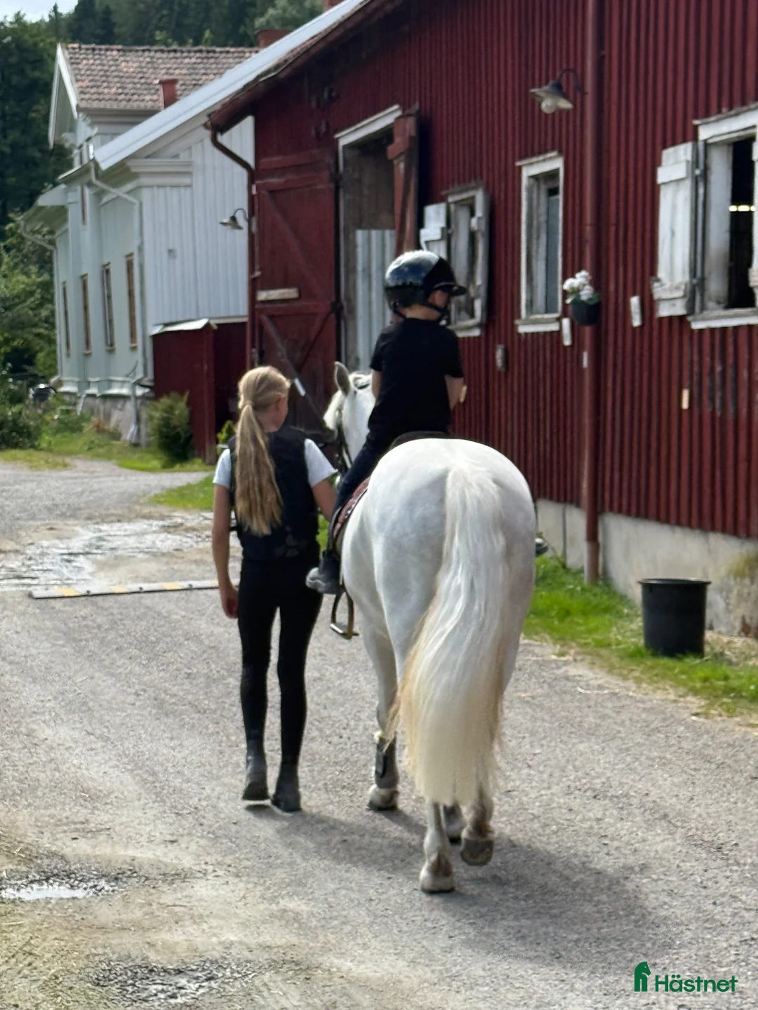 Hoppning hästar till salu: Lovad irländsk c-ponny med stor potential. - Annons 5