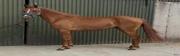 Allround hästar till salu: Irish riding ponies  - Annons 26