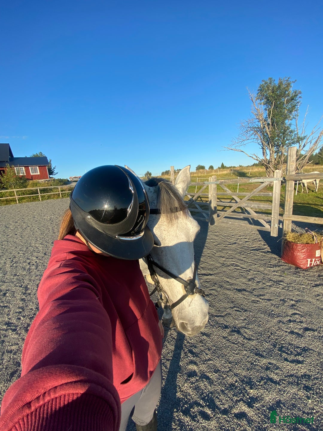 Hjälmar ryttarutrustning till salu: Fin Antares hjälm i Östersund - Annons 2