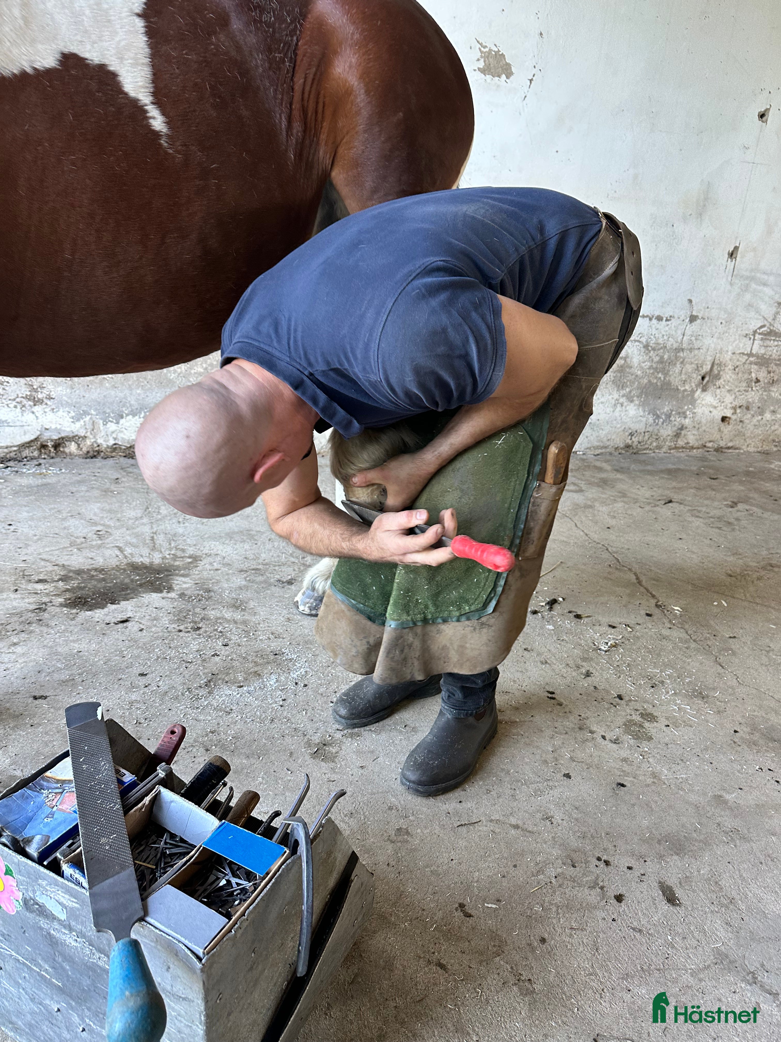  hästservice  Hovslagare i Skaraborg samt Trestadsområdet. - Annons 13