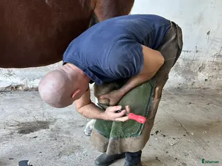 hästservice Hovslagare i Skaraborg samt Trestadsområdet. - Annons 13