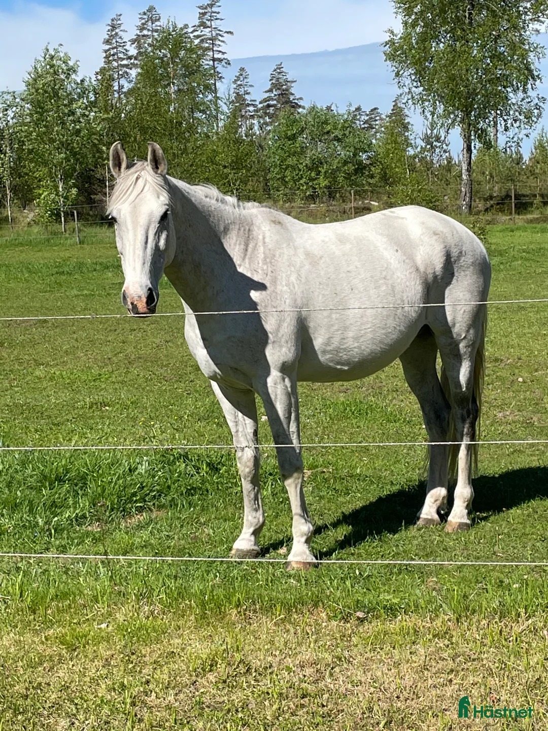 Sällskap hästar till salu: Sällskapshäst - Annons 1