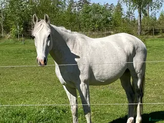 hästar Sällskapshäst - Annons 1