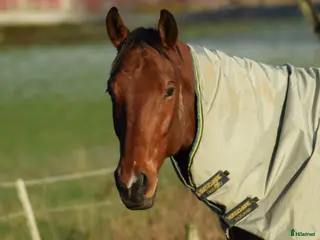 hästar Obs! Projekt. Kärleksfull valack söker nytt hem - Annons 11