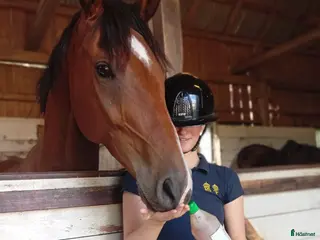 hästar Rejäl häst med stor personlighet! - Annons 1