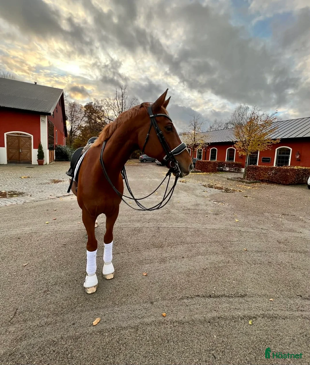 Dressyr hästar till salu: Trevlig vacker valack med mycket utstrålning i Malmö - Annons 5