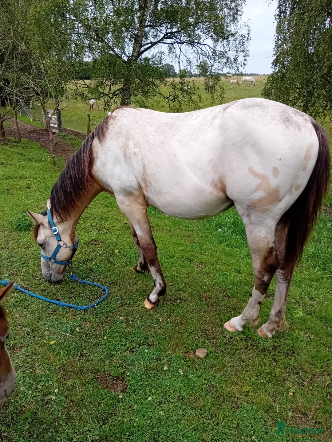 Allround hästar till salu: Appaloosa Colt i Sösdala - Bild 5
