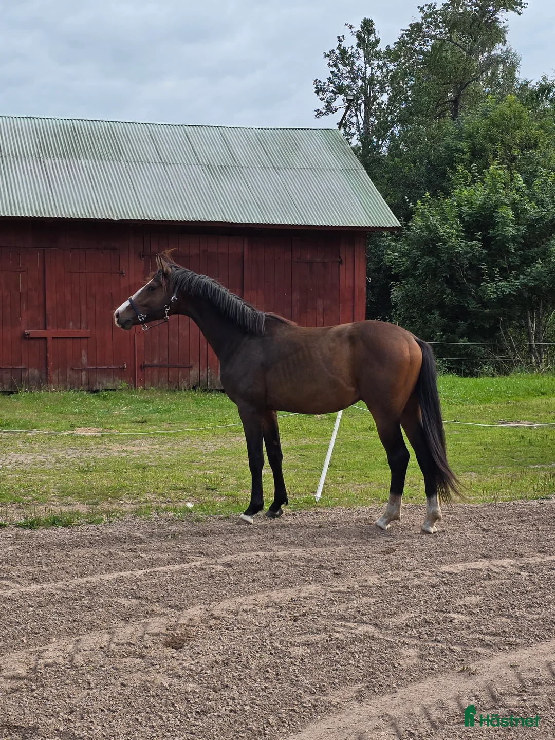 Dressyr hästar till salu: Dressyrstammad unghäst - Annons 3