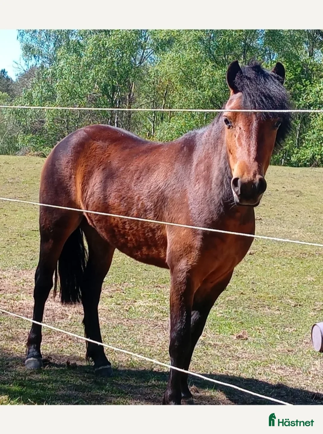 Allround hästar till salu: Allround ponny  i Örkelljunga - Annons 2