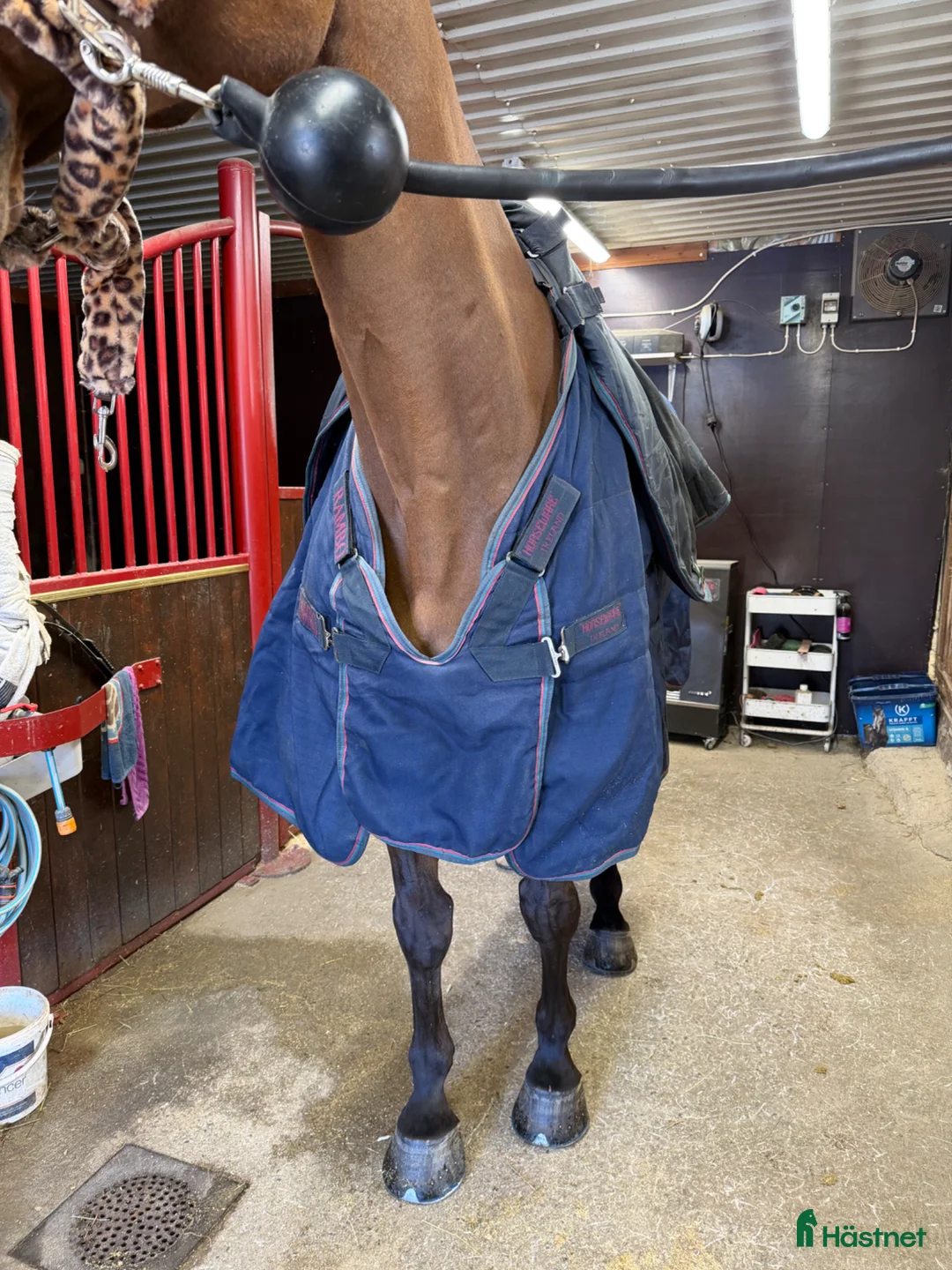 Täcken hästutrustning till salu: Optimo stable rug 200g  - Annons 2