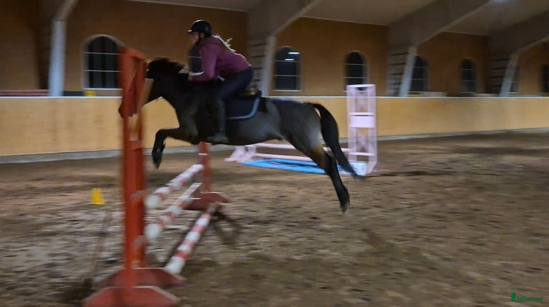 Allround hästar till salu: Trevlig ponny i Kristinehamn - Annons 2