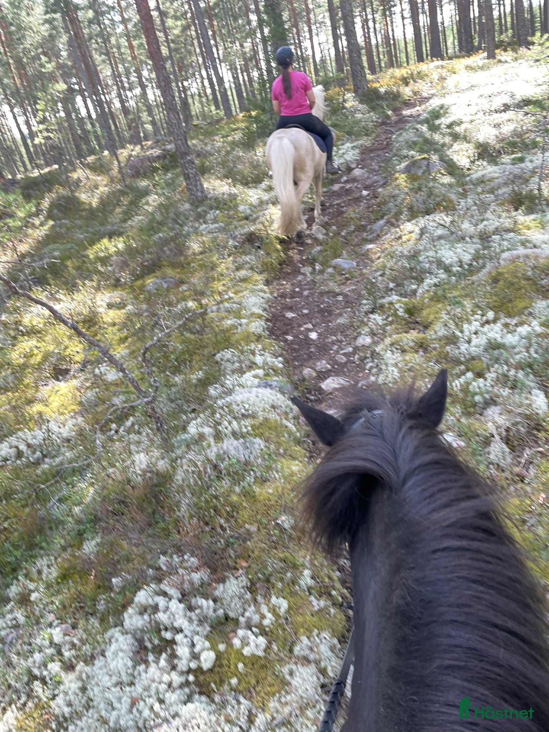 Island hästar till salu: Sto med mycket tölt i Riddarhyttan - Annons 4