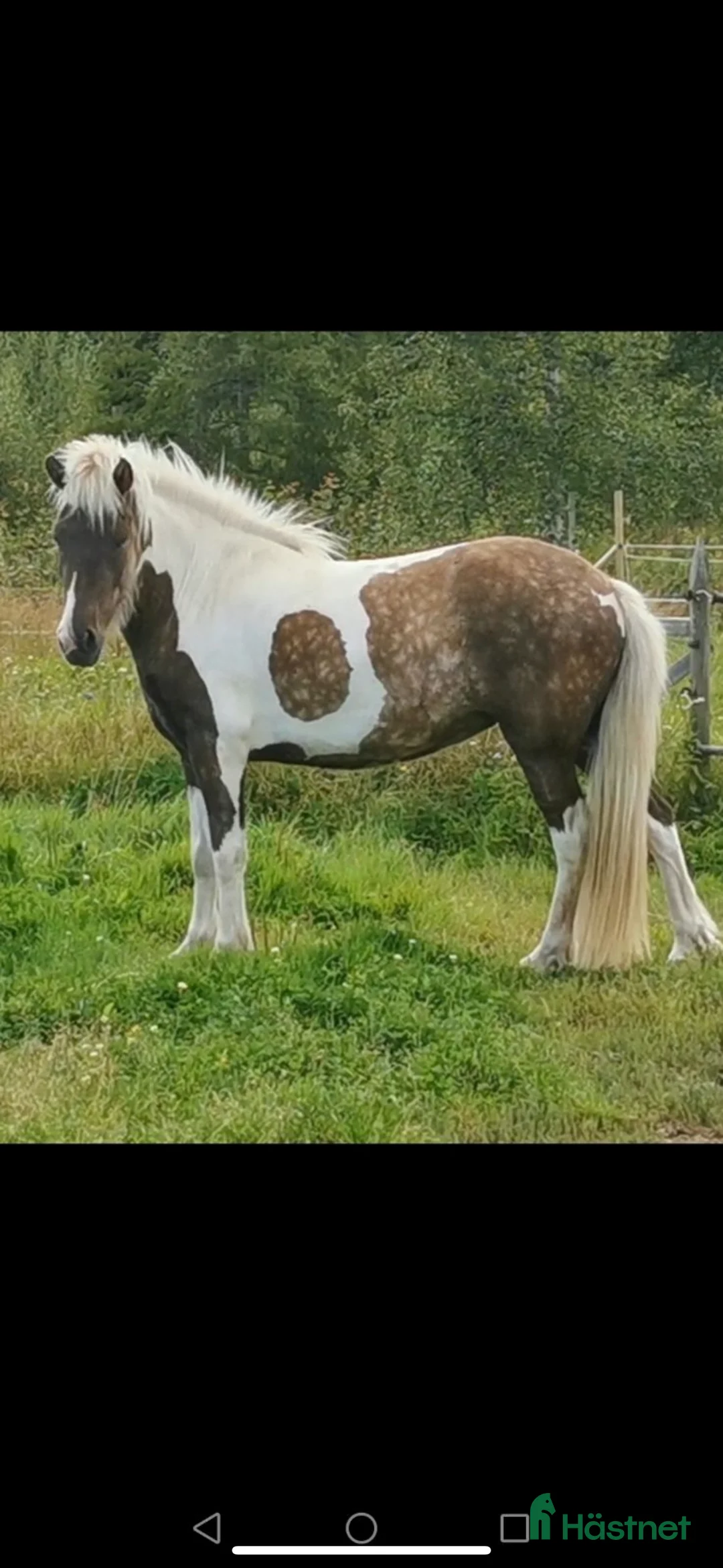 Island hästar till salu: Islandshästar från 2-20år  i Pålsboda - Annons 4