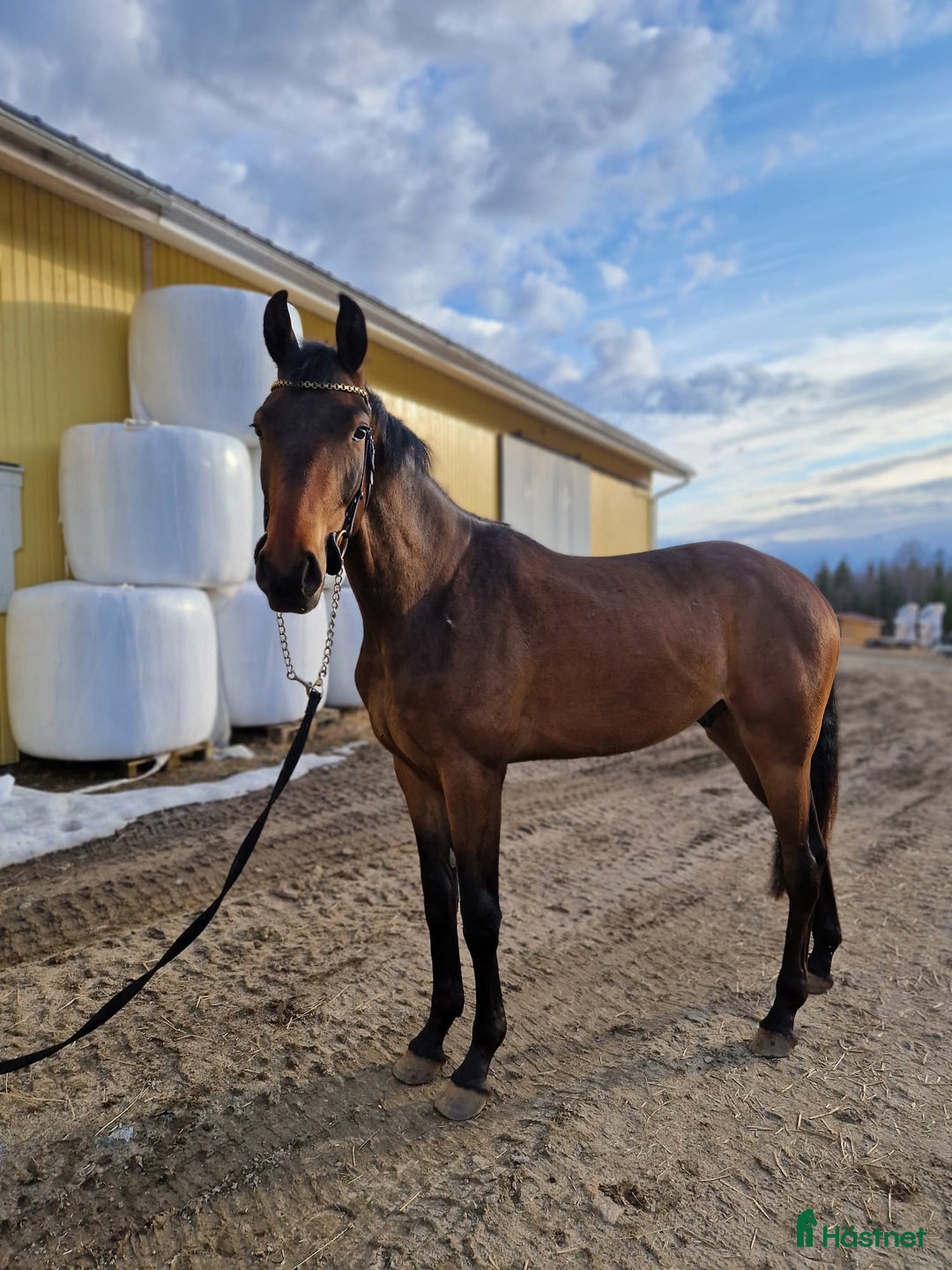 Allround hästar till salu: Fin 2 åring. (Blir 3år maj 2026) i Haparanda - Annons 3