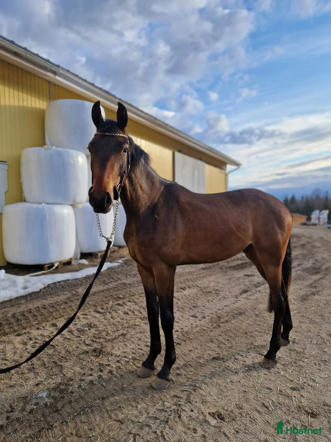 Allround hästar till salu: Fina Anakin 3år - Annons 3