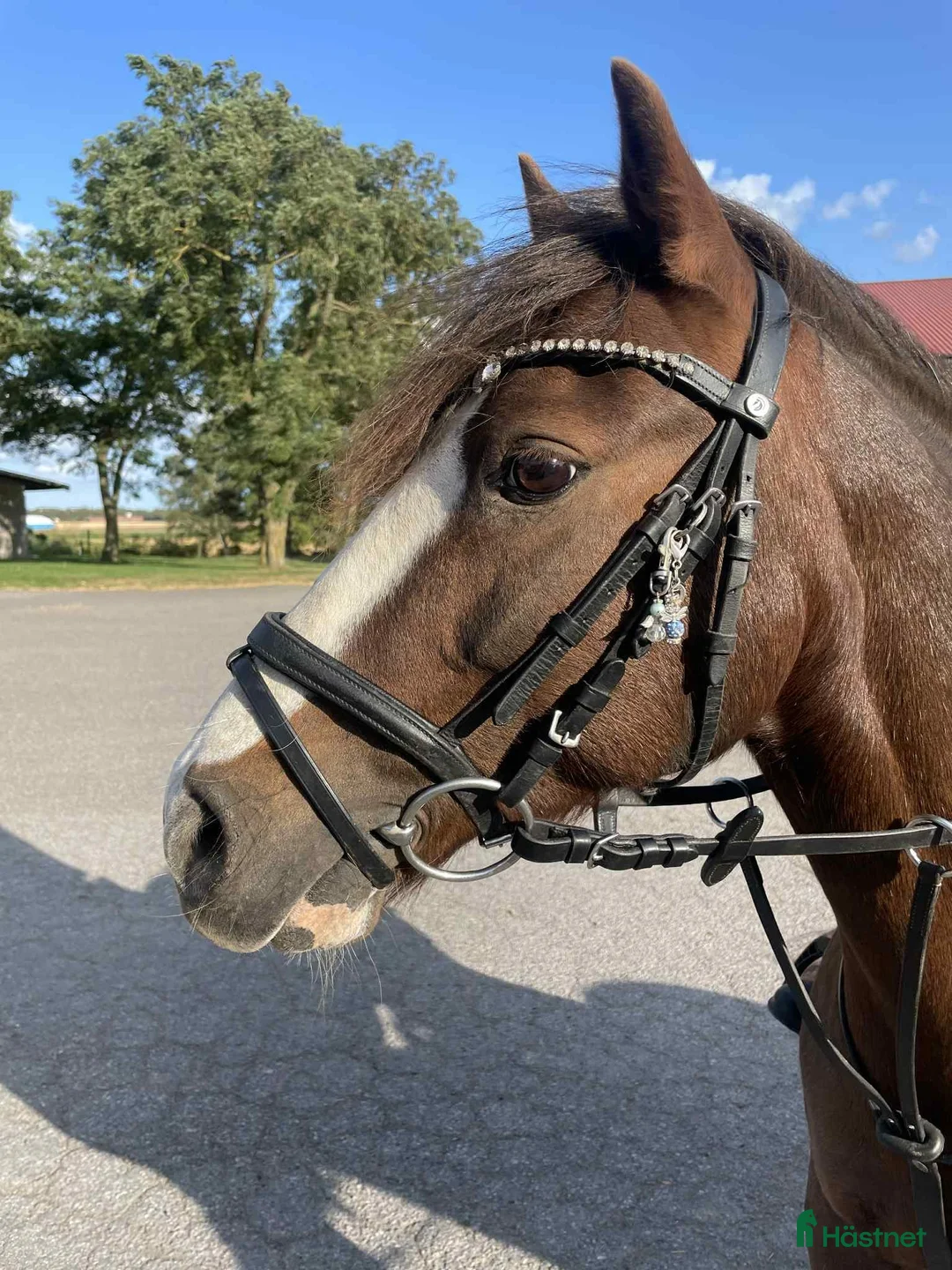 Allround hästar till salu: Välriden ponny i Norrköping - Annons 4