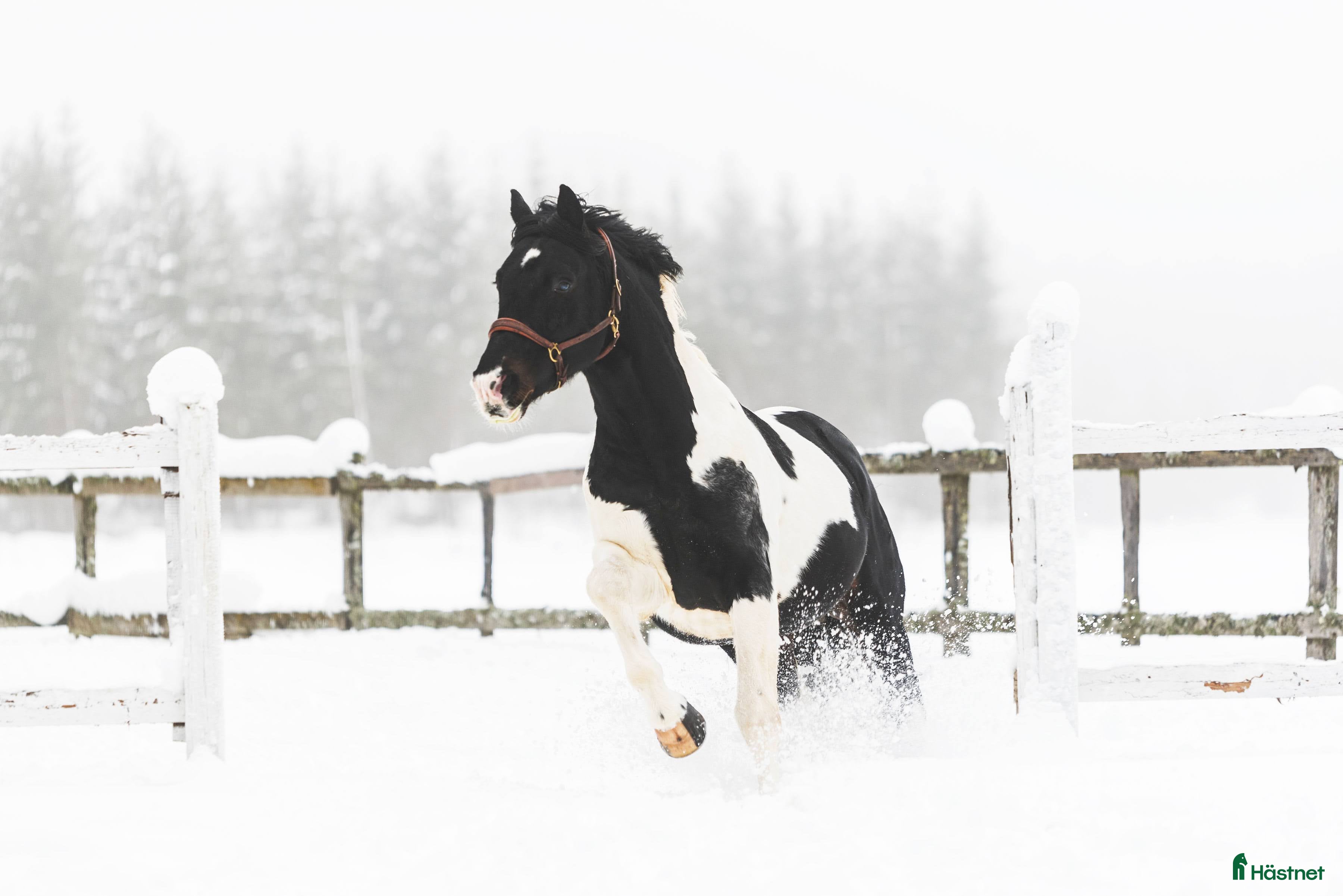  avel Sam's Maverick  - Annons 3