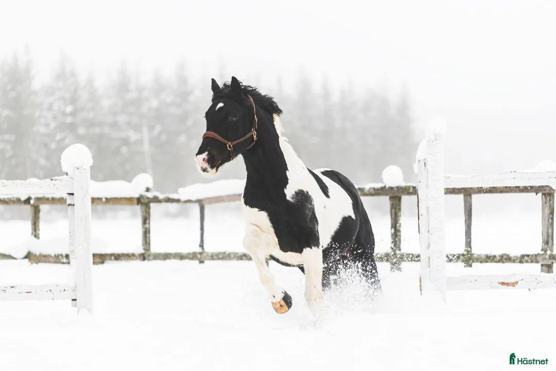  avel finnes: Sam's Maverick  - Annons 5