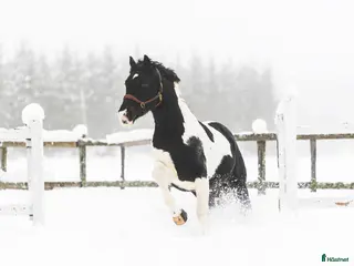 avel Sam's Maverick - Annons 3