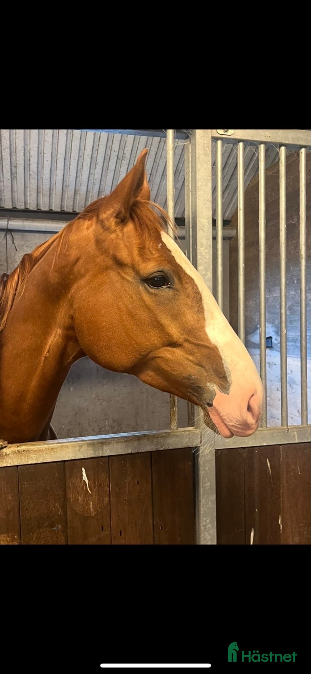 Hoppning hästar till salu: Välriden 7-åring e Mr Vain i Tomelilla - Annons 3