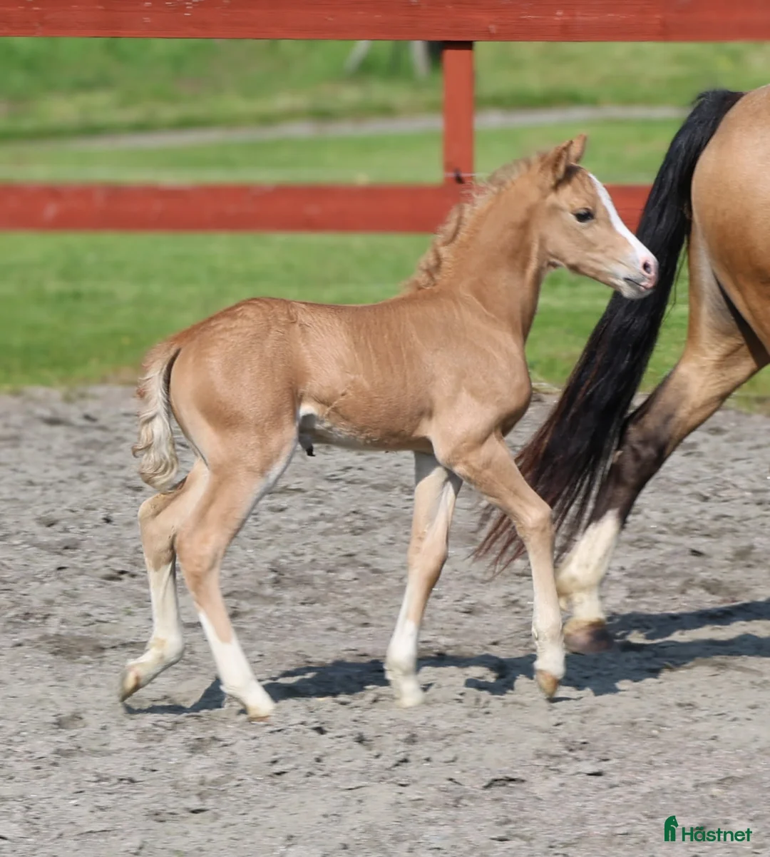 Allround hästar till salu: Vacker Lovande Kille . - Annons 10