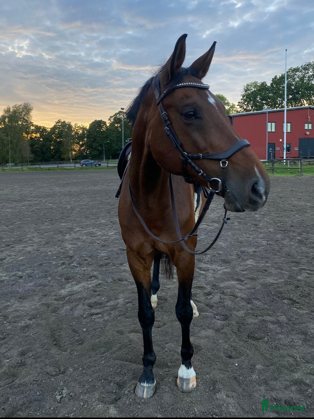  hästar Fin hopphäst till van ryttare - Annons 2