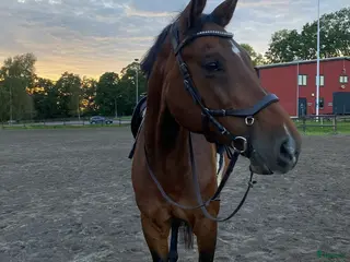 hästar Fin hopphäst till van ryttare - Annons 13