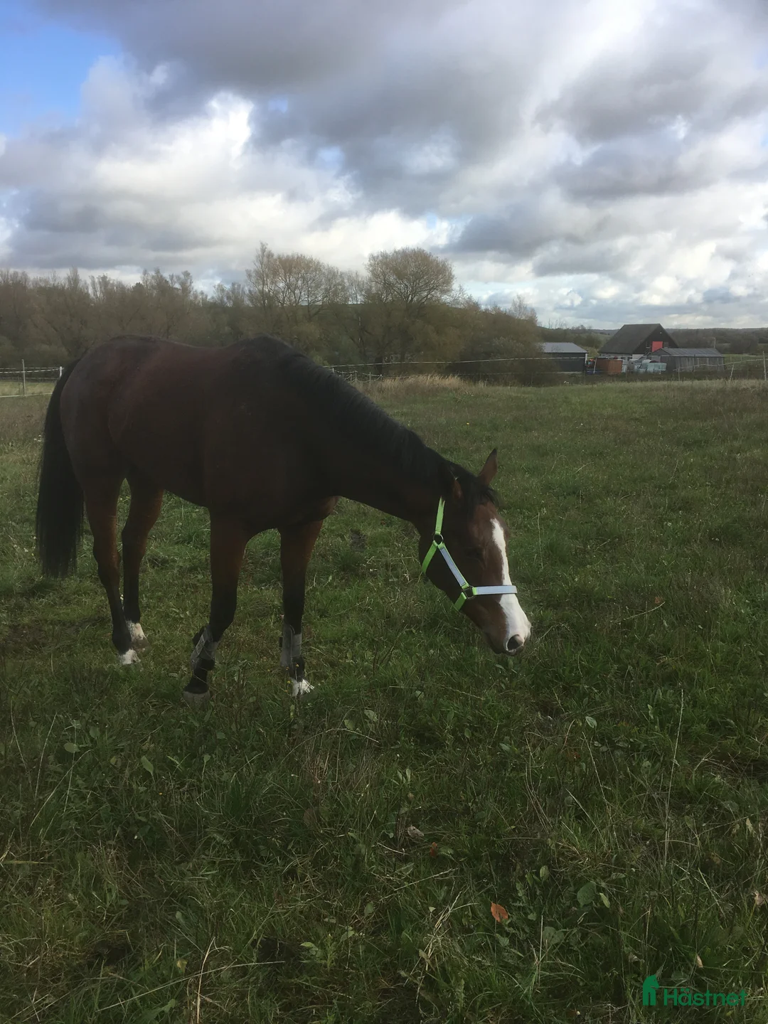  stallplats finnes: Stallplats Malmö  i Malmö - Annons 4