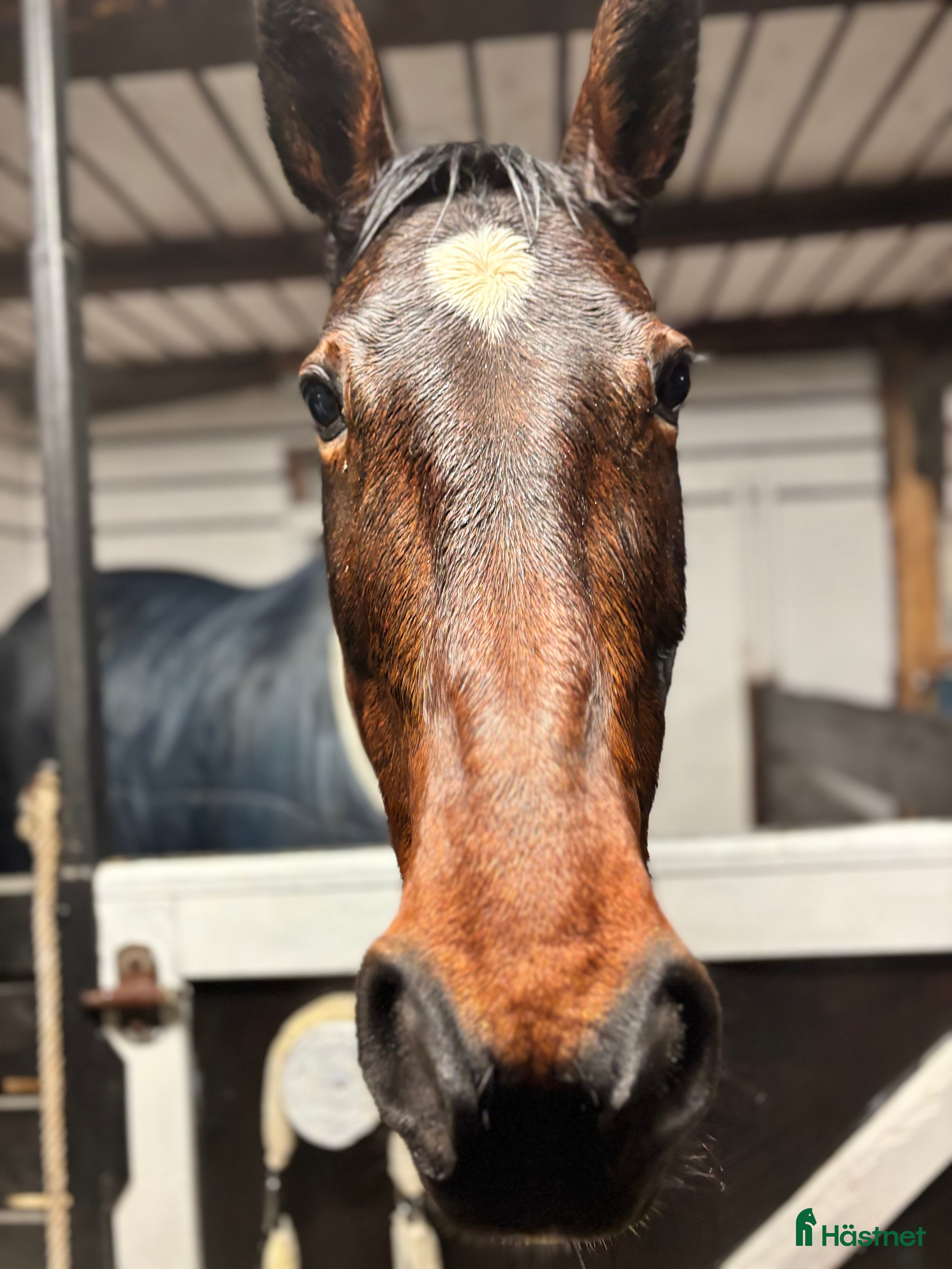  medryttarhäst finnes: Söker eventuellt medryttare  i Kusmark - Annons 6